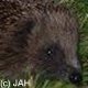 Hedgehog's avatar