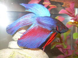 Betta splendens02 image