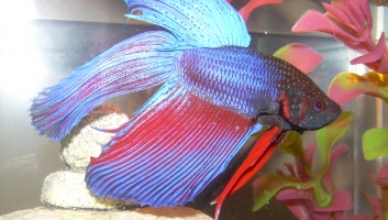 Betta splendens02 image