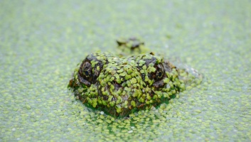 covered frog image