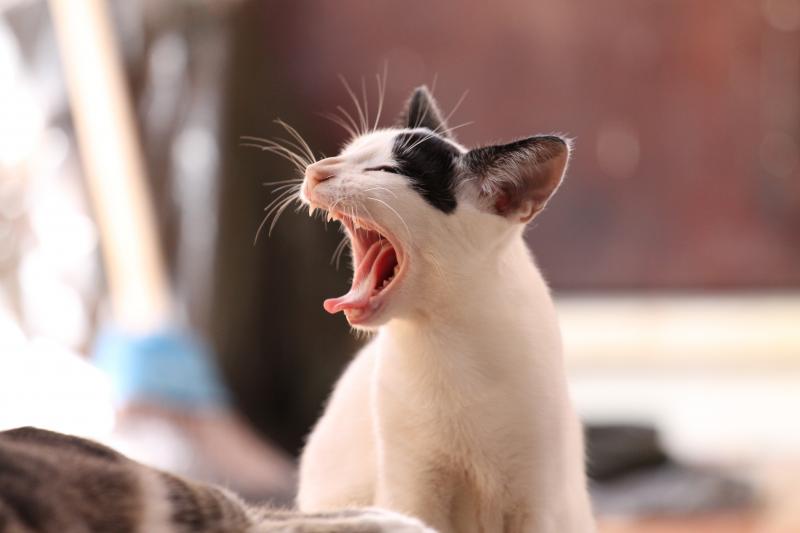 Kitten yawning image to keep attention