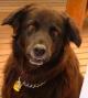 Pawprintz's avatar