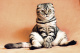 catmandu's avatar