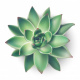 Succulents's avatar